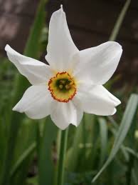 Attēlu rezultāti vaicājumam “Narcissus flower”
