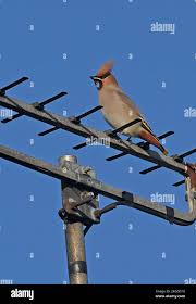 Attēlu rezultāti vaicājumam “Bombycilla garrulus adult”
