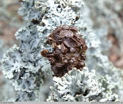 Attēlu rezultāti vaicājumam “Cetraria sepincola”