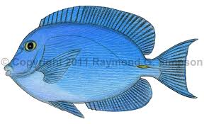 Image result for Acanthurus coeruleus