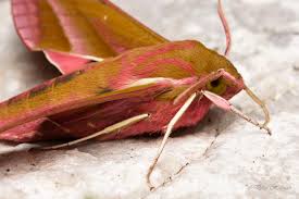 Attēlu rezultāti vaicājumam “Deilephila elpenor”