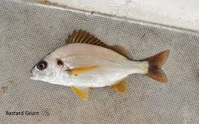 Image result for Pomadasys incisus