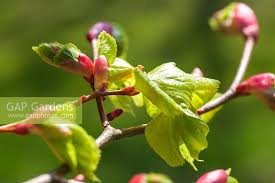 Attēlu rezultāti vaicājumam “Tilia cordata bud”
