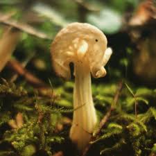 Attēlu rezultāti vaicājumam “Helvella crispa”