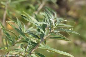 Attēlu rezultāti vaicājumam “Hippophae rhamnoides leaf”