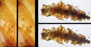Attēlu rezultāti vaicājumam “Scapania mucronata macro”