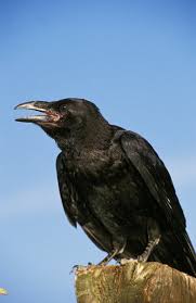 Attēlu rezultāti vaicājumam “Corvus corax adult”