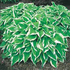 Image result for Hosta fortunei albomarginata