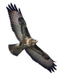 Attēlu rezultāti vaicājumam “Buteo buteo”