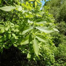 Attēlu rezultāti vaicājumam “Fraxinus pennsylvanica leaf”
