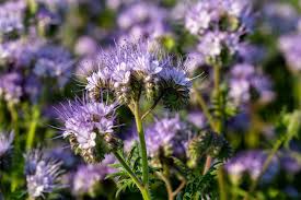 Attēlu rezultāti vaicājumam “Phacelia tanacetifolia”