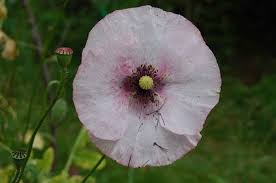 Attēlu rezultāti vaicājumam “Papaver rhoeas”