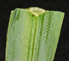 Attēlu rezultāti vaicājumam “Lathyrus latifolius leaf”