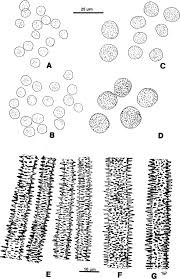 Attēlu rezultāti vaicājumam “Rhynchostegiella tenella sporophyte”
