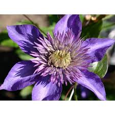 Image result for clematis multi blue
