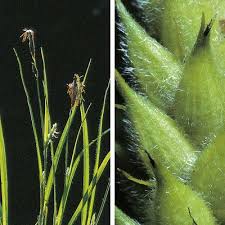 Attēlu rezultāti vaicājumam “Carex hirta fruit”