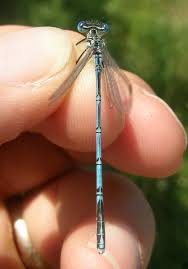 Attēlu rezultāti vaicājumam “Platycnemis pennipes male”