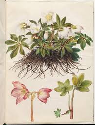 Attēlu rezultāti vaicājumam “Helleborus niger”