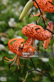 Attēlu rezultāti vaicājumam “Lilium lancifolium bud”