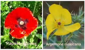 Attēlu rezultāti vaicājumam “Papaver argemone fruit”