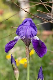 Attēlu rezultāti vaicājumam “Iridaceae”