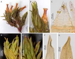 Attēlu rezultāti vaicājumam “Orthotrichum patens”