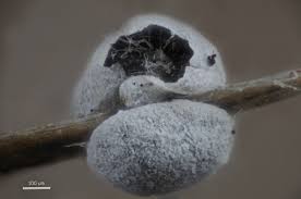 Attēlu rezultāti vaicājumam “Didymium tussilaginis macro”