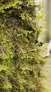 Attēlu rezultāti vaicājumam “Porella platyphylla”