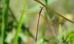 Attēlu rezultāti vaicājumam “Lestes virens female”