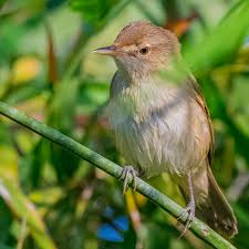 Attēlu rezultāti vaicājumam “Acrocephalus dumetorum”