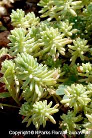Attēlu rezultāti vaicājumam “Sedum sexangulare flower”