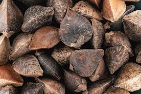 Attēlu rezultāti vaicājumam “Fagopyrum esculentum fruit”