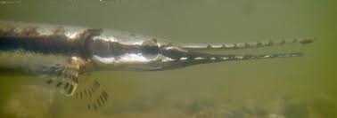 Image result for Lepisosteus osseus