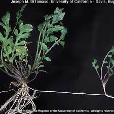 Attēlu rezultāti vaicājumam “Rorippa sylvestris leaf”