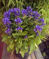 Attēlu rezultāti vaicājumam “Campanula glomerata”