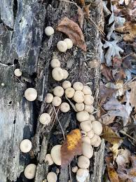 Attēlu rezultāti vaicājumam “Lycoperdon pyriforme young”