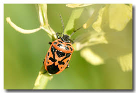 Attēlu rezultāti vaicājumam “Eurydema dominulus”