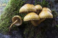 Attēlu rezultāti vaicājumam “Pholiota aurivella”