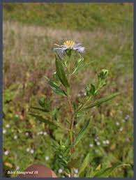 Attēlu rezultāti vaicājumam “Symphyotrichum x salignum”