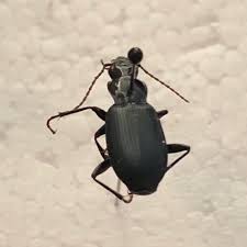 Attēlu rezultāti vaicājumam “Nebria brevicollis”