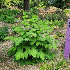 Attēlu rezultāti vaicājumam “Arcyria minuta stalked”