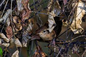 Attēlu rezultāti vaicājumam “Troglodytes troglodytes nest”