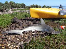 Image result for Sphyrna zygaena