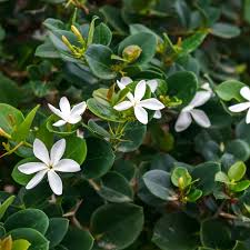 Attēlu rezultāti vaicājumam “Cribraria macrocarpa young”