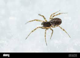 Attēlu rezultāti vaicājumam “Neriene montana”