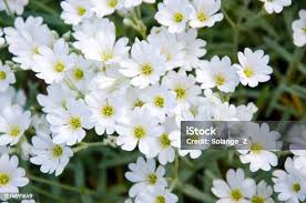 Attēlu rezultāti vaicājumam “Cerastium tomentosum leaf”