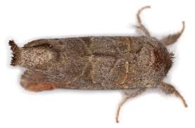 Attēlu rezultāti vaicājumam “Clostera pigra”