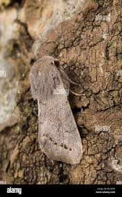 Attēlu rezultāti vaicājumam “Orthosia populeti”