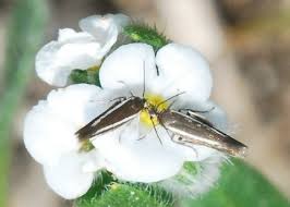 Attēlu rezultāti vaicājumam “Scythrididae”
