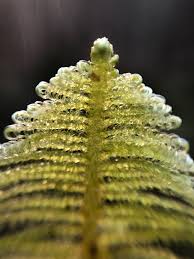 Attēlu rezultāti vaicājumam “Ptilium crista-castrensis”